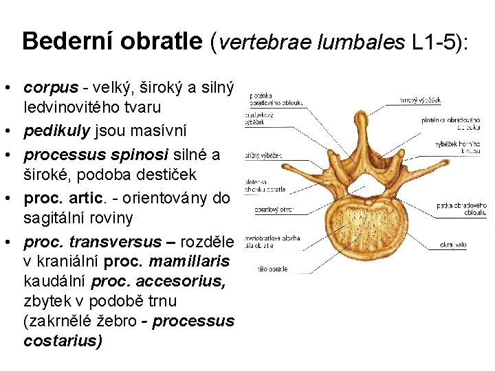 Bederní obratle (vertebrae lumbales L 1 -5): • corpus - velký, široký a silný,