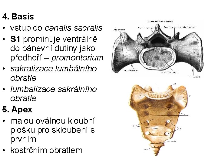 4. Basis • vstup do canalis sacralis • S 1 prominuje ventrálně do pánevní