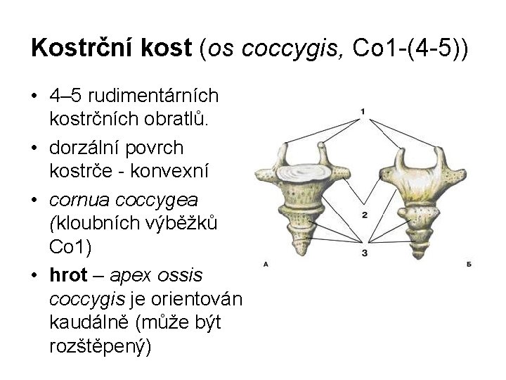 Kostrční kost (os coccygis, Co 1 -(4 -5)) • 4– 5 rudimentárních kostrčních obratlů.