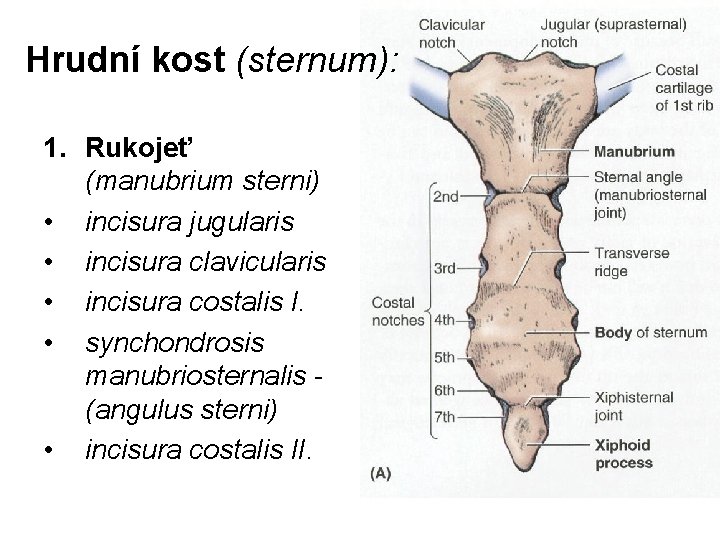 Hrudní kost (sternum): 1. Rukojeť (manubrium sterni) • incisura jugularis • incisura clavicularis •