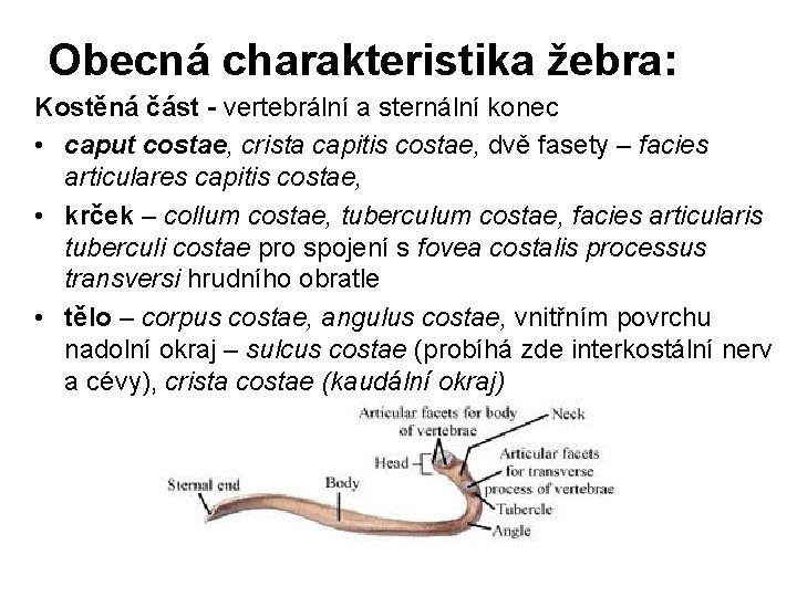 Obecná charakteristika žebra: Kostěná část - vertebrální a sternální konec • caput costae, crista