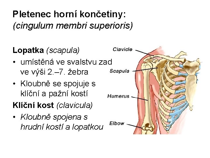 Pletenec horní končetiny: (cingulum membri superioris) Lopatka (scapula) • umístěná ve svalstvu zad ve