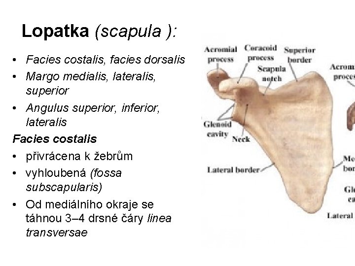 Lopatka (scapula ): • Facies costalis, facies dorsalis • Margo medialis, lateralis, superior •