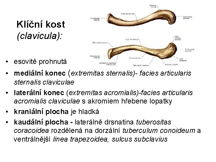 Klíční kost (clavicula): • esovitě prohnutá • mediální konec (extremitas sternalis)- facies articularis sternalis