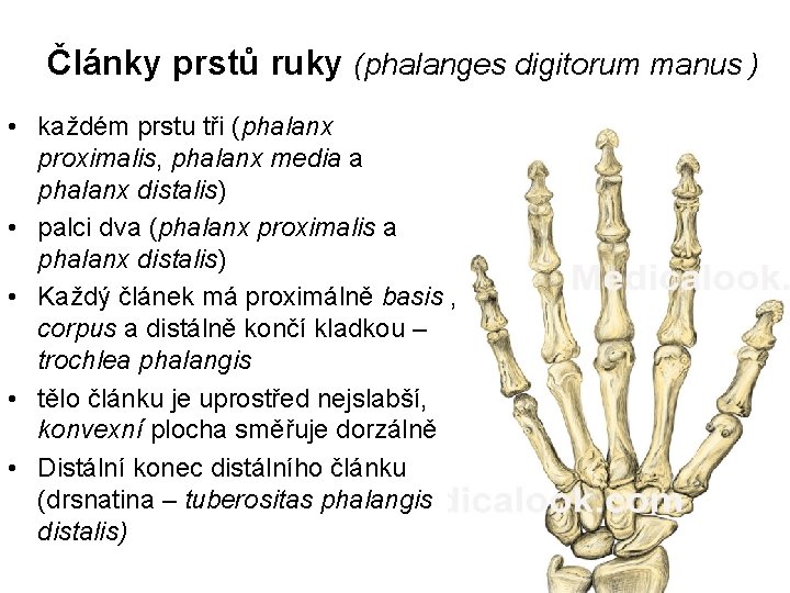 Články prstů ruky (phalanges digitorum manus ) • každém prstu tři (phalanx proximalis, phalanx