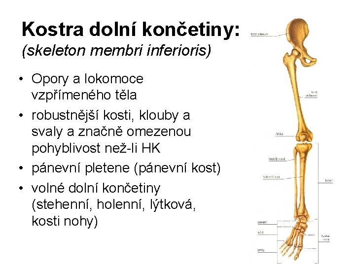 Kostra dolní končetiny: (skeleton membri inferioris) • Opory a lokomoce vzpřímeného těla • robustnější