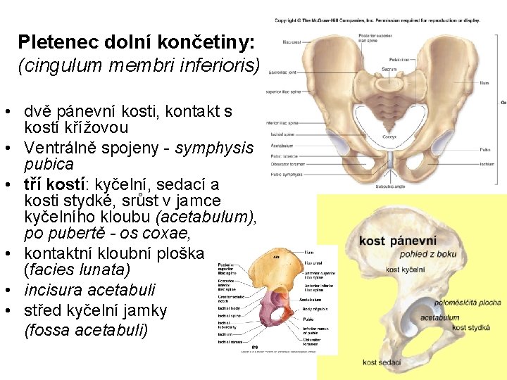 Pletenec dolní končetiny: (cingulum membri inferioris) • dvě pánevní kosti, kontakt s kostí křížovou