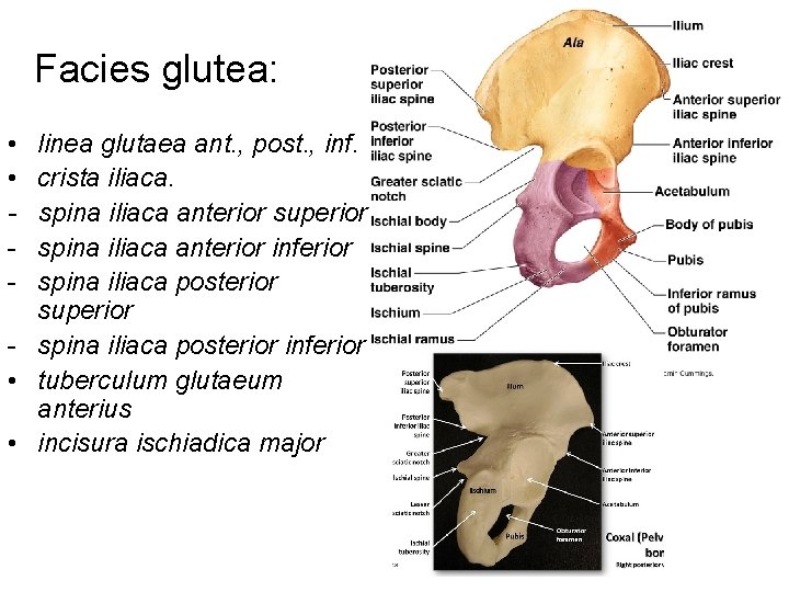 Facies glutea: • • - linea glutaea ant. , post. , inf. crista iliaca.