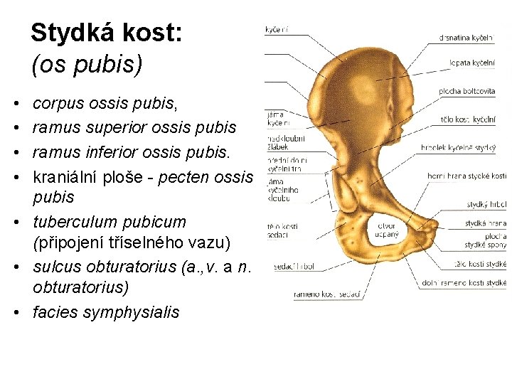 Stydká kost: (os pubis) • • corpus ossis pubis, ramus superior ossis pubis ramus