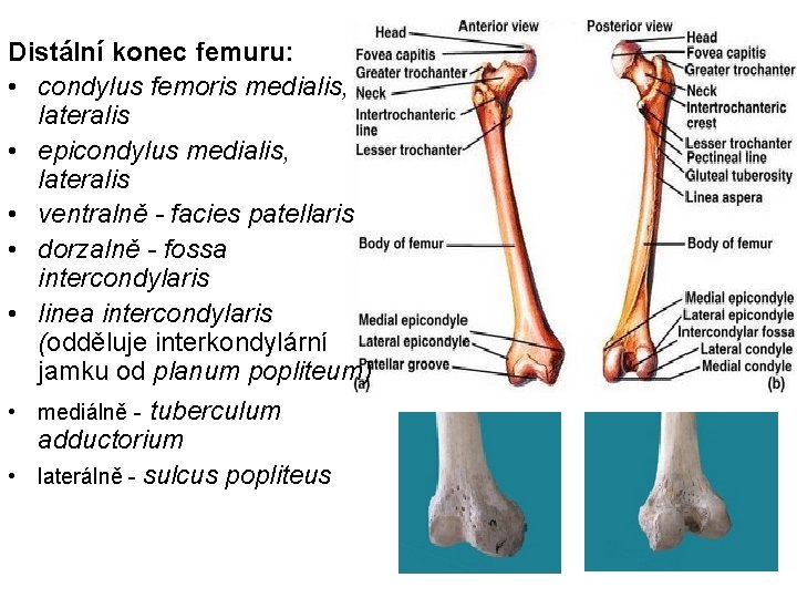 Distální konec femuru: • condylus femoris medialis, lateralis • epicondylus medialis, lateralis • ventralně