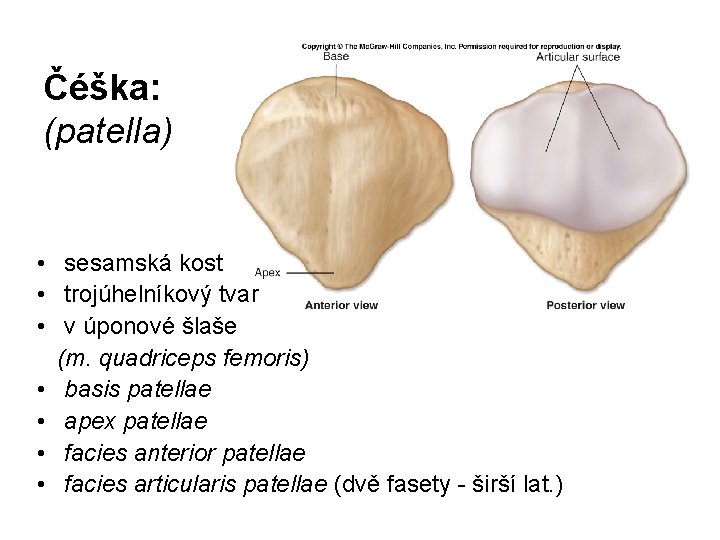 Čéška: (patella) • sesamská kost • trojúhelníkový tvar • v úponové šlaše (m. quadriceps