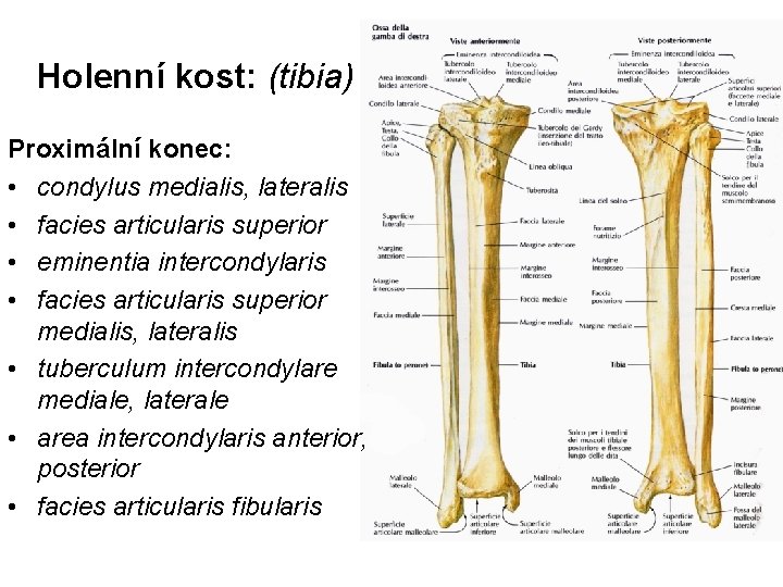 Holenní kost: (tibia) Proximální konec: • condylus medialis, lateralis • facies articularis superior •