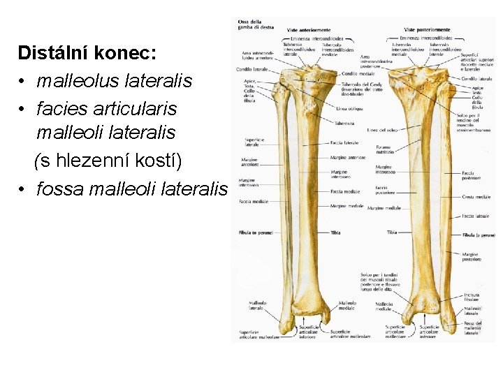 Distální konec: • malleolus lateralis • facies articularis malleoli lateralis (s hlezenní kostí) •