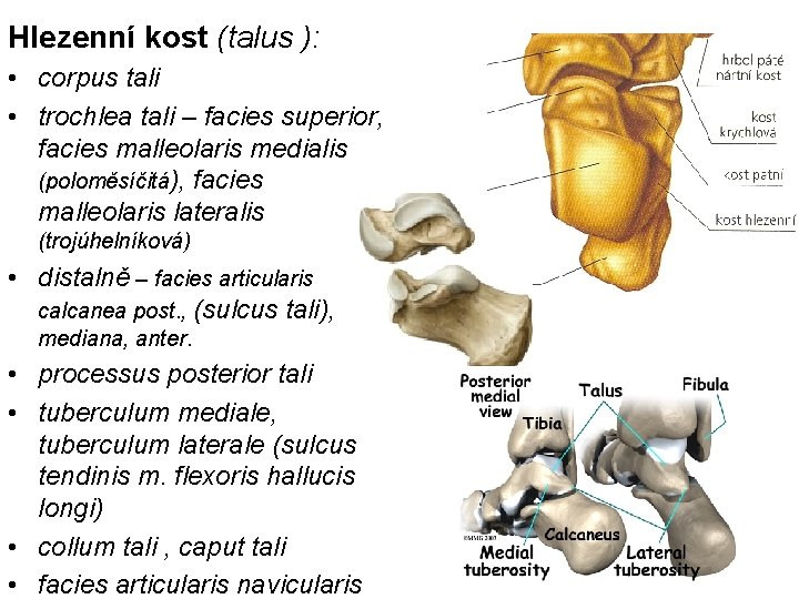 Hlezenní kost (talus ): • corpus tali • trochlea tali – facies superior, facies