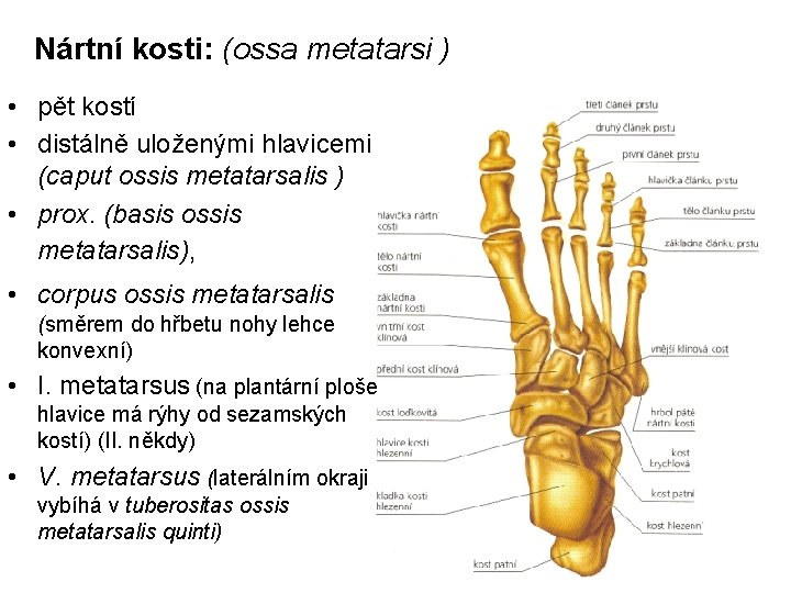 Nártní kosti: (ossa metatarsi ) • pět kostí • distálně uloženými hlavicemi (caput ossis