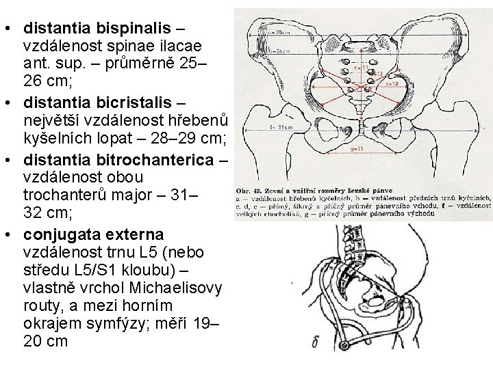  • distantia bispinalis – vzdálenost spinae ilacae ant. sup. – průměrně 25– 26
