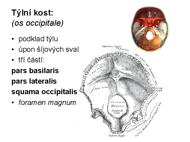 Týlní kost: (os occipitale) • podklad týlu • úpon šíjových svalů. • tří částí: