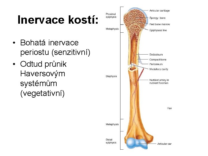 Inervace kostí: • Bohatá inervace periostu (senzitivní) • Odtud průnik Haversovým systémům (vegetativní) 