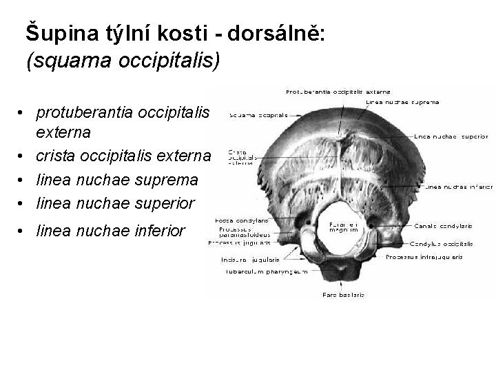 Šupina týlní kosti - dorsálně: (squama occipitalis) • protuberantia occipitalis externa • crista occipitalis