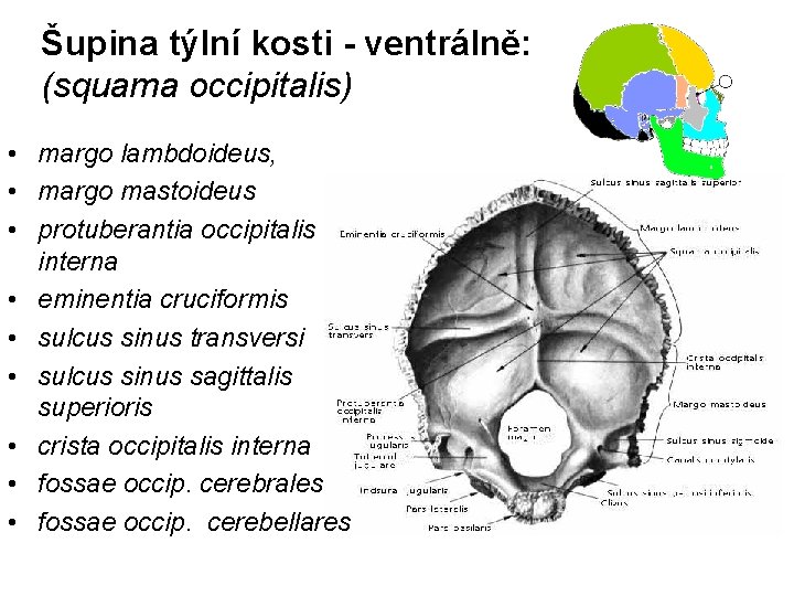 Šupina týlní kosti - ventrálně: (squama occipitalis) • margo lambdoideus, • margo mastoideus •