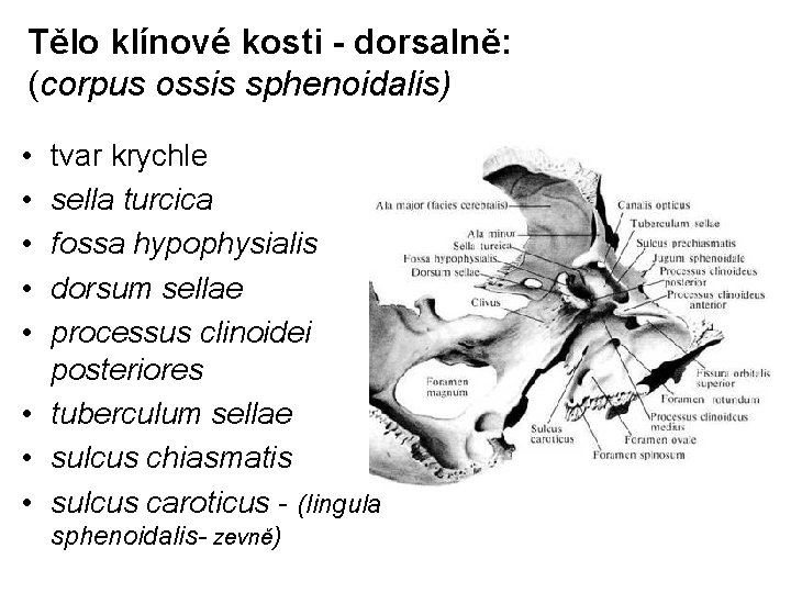 Tělo klínové kosti - dorsalně: (corpus ossis sphenoidalis) • • • tvar krychle sella