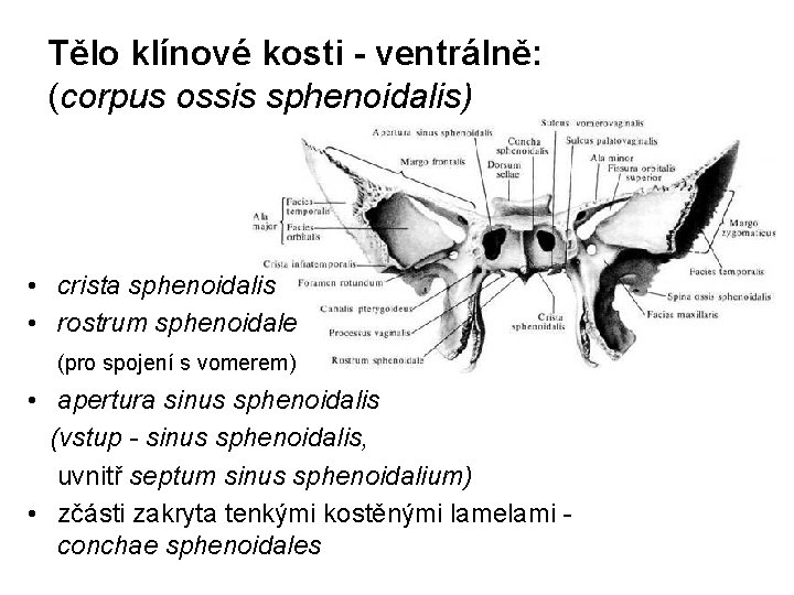 Tělo klínové kosti - ventrálně: (corpus ossis sphenoidalis) • crista sphenoidalis • rostrum sphenoidale