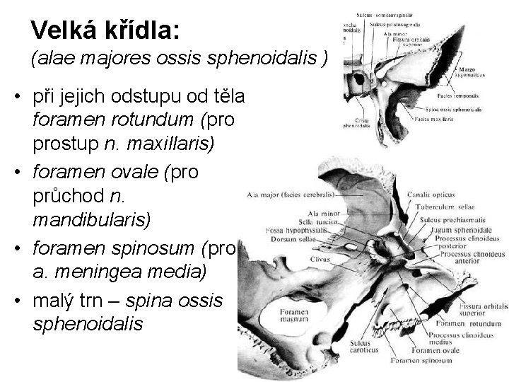 Velká křídla: (alae majores ossis sphenoidalis ) • při jejich odstupu od těla foramen