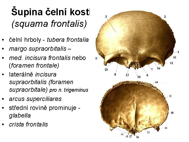 Šupina čelní kosti: (squama frontalis) • čelní hrboly - tubera frontalia • margo supraorbitalis
