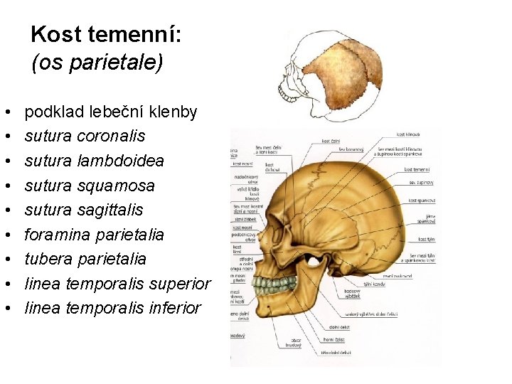 Kost temenní: (os parietale) • • • podklad lebeční klenby sutura coronalis sutura lambdoidea