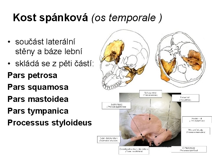 Kost spánková (os temporale ) • součást laterální stěny a báze lební • skládá