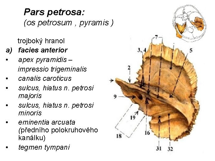 Pars petrosa: (os petrosum , pyramis ) trojboký hranol a) facies anterior • apex