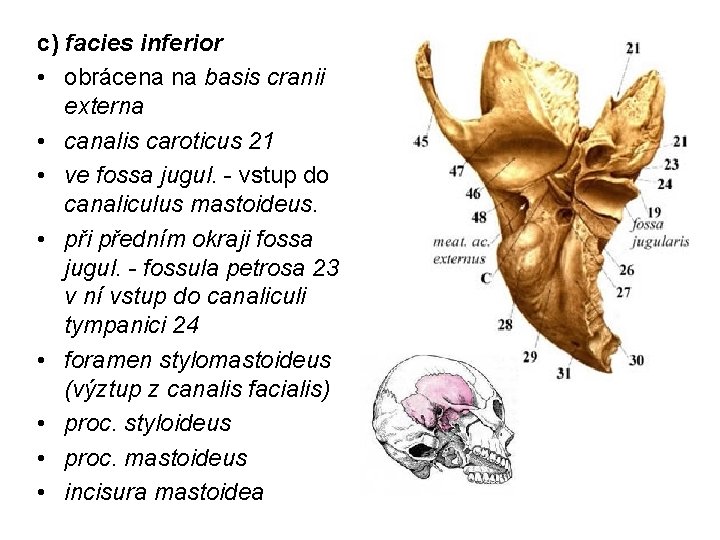 c) facies inferior • obrácena na basis cranii externa • canalis caroticus 21 •