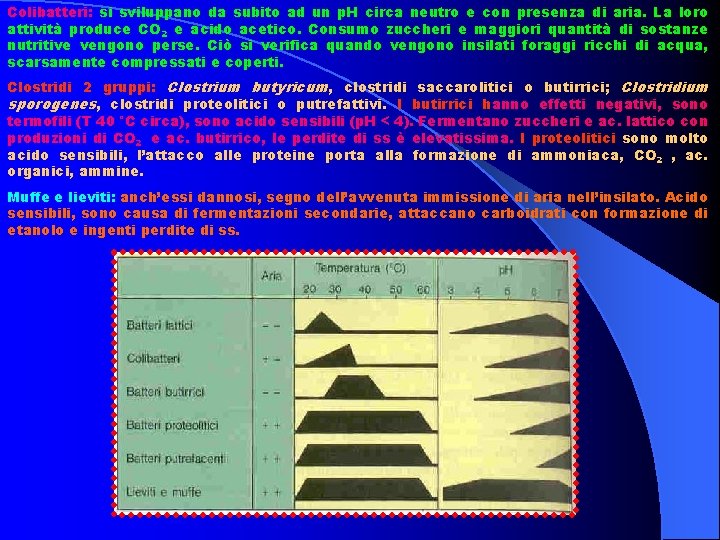 Colibatteri: si sviluppano da subito ad un p. H circa neutro e con presenza
