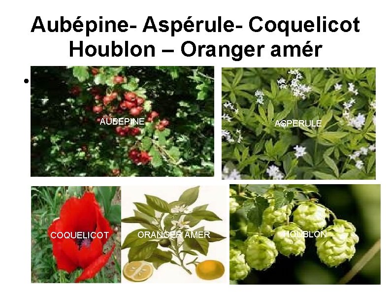 Aubépine- Aspérule- Coquelicot Houblon – Oranger amér AUBEPINE COQUELICOT ORANGER AMER ASPERULE HOUBLON 16