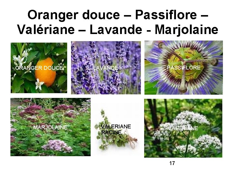 Oranger douce – Passiflore – Valériane – Lavande - Marjolaine ORANGER DOUCE MARJOLAINE LAVANDE