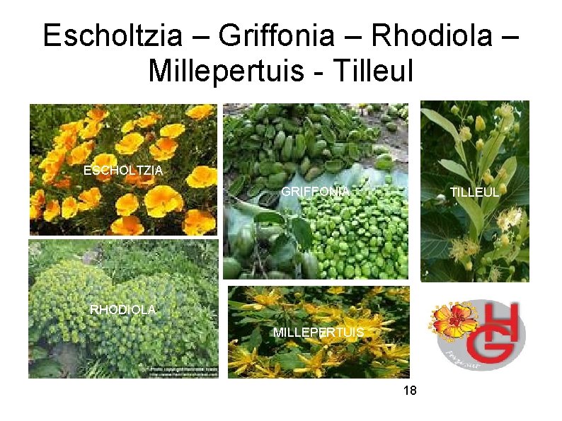 Escholtzia – Griffonia – Rhodiola – Millepertuis - Tilleul ESCHOLTZIA GRIFFONIA TILLEUL RHODIOLA MILLEPERTUIS