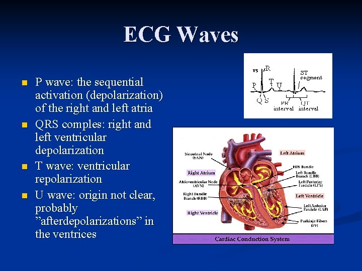 ECG Waves n n P wave: the sequential activation (depolarization) of the right and