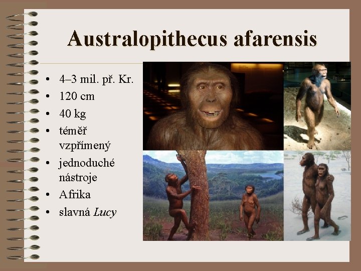 Australopithecus afarensis • • 4– 3 mil. př. Kr. 120 cm 40 kg téměř