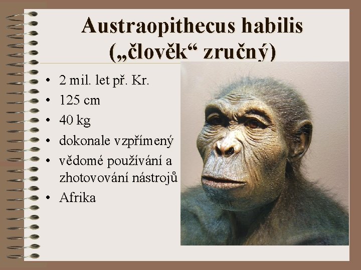 Austraopithecus habilis („člověk“ zručný) • • • 2 mil. let př. Kr. 125 cm