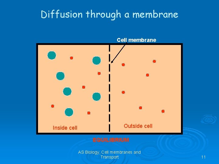 Diffusion through a membrane Cell membrane Inside cell Outside cell EQUILIBRIUM AS Biology, Cell