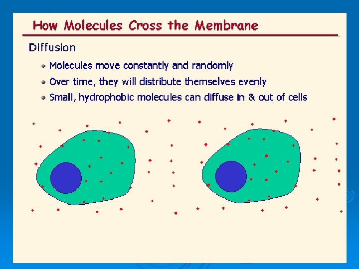 AS Biology, Cell membranes and Transport 13 