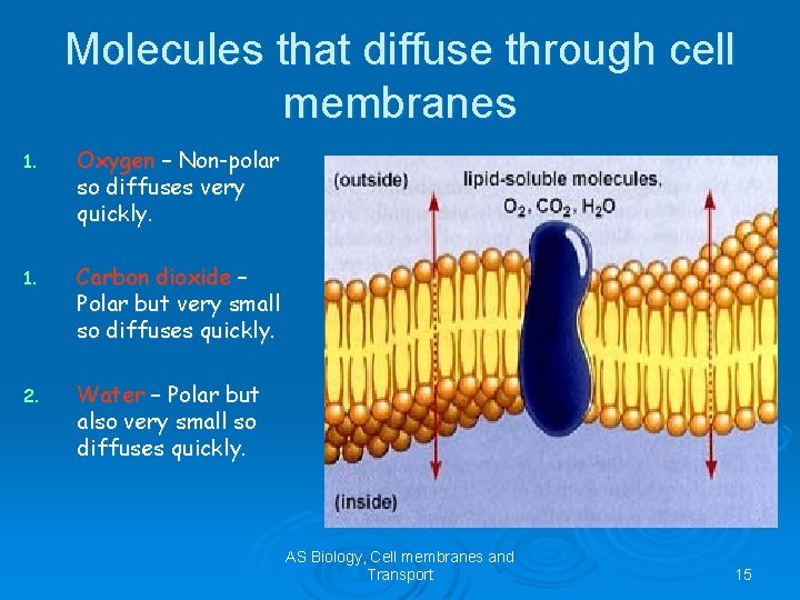 Molecules that diffuse through cell membranes 1. Oxygen – Non-polar so diffuses very quickly.