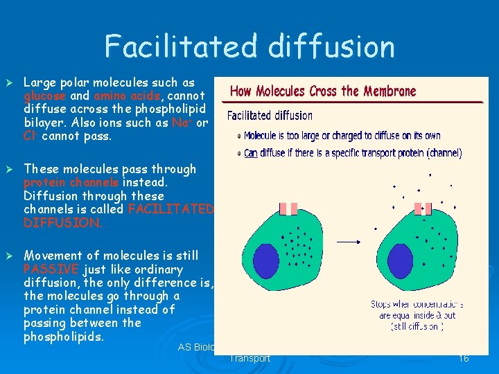 Facilitated diffusion Ø Large polar molecules such as glucose and amino acids, cannot diffuse