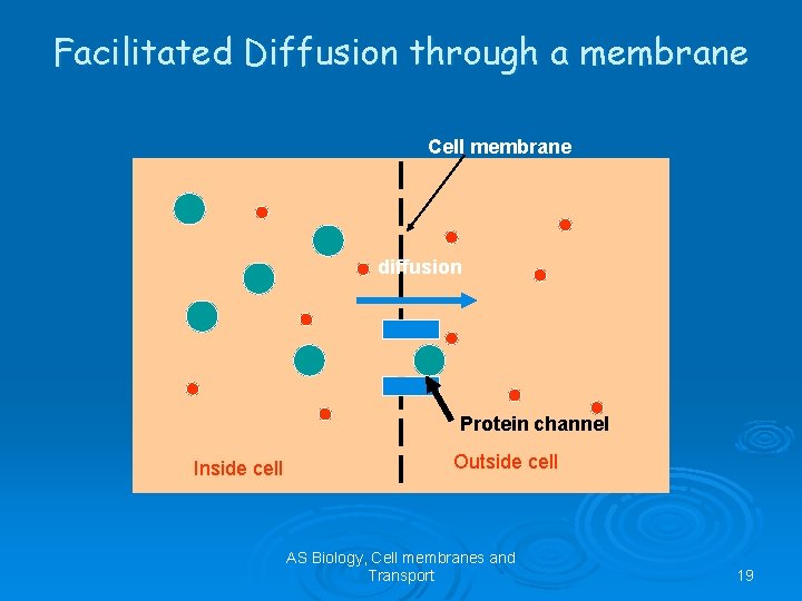 Facilitated Diffusion through a membrane Cell membrane diffusion Protein channel Inside cell Outside cell