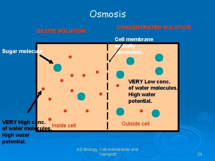 Osmosis DILUTE SOLUTION Sugar molecule CONCENTRATED SOLUTION Cell membrane partially permeable. VERY Low conc.