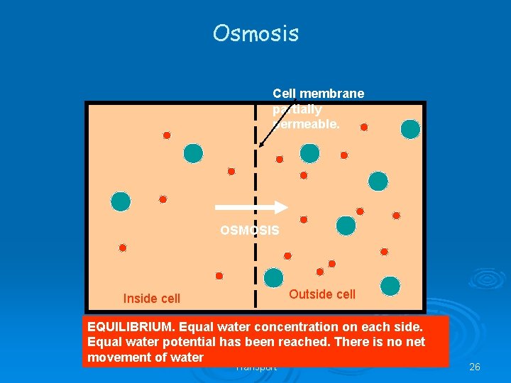 Osmosis Cell membrane partially permeable. OSMOSIS Outside cell Inside cell EQUILIBRIUM. Equal water concentration