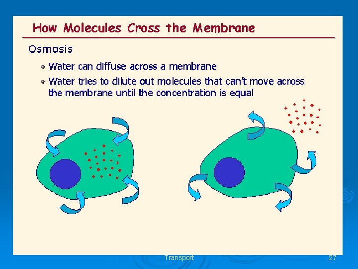 AS Biology, Cell membranes and Transport 27 