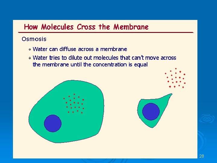 AS Biology, Cell membranes and Transport 28 