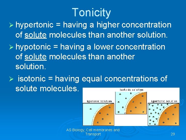 Tonicity Ø hypertonic = having a higher concentration of solute molecules than another solution.