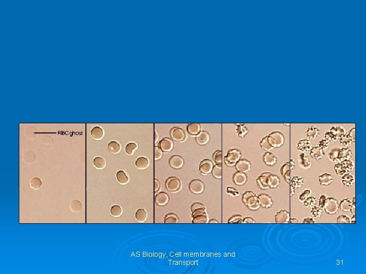 AS Biology, Cell membranes and Transport 31 